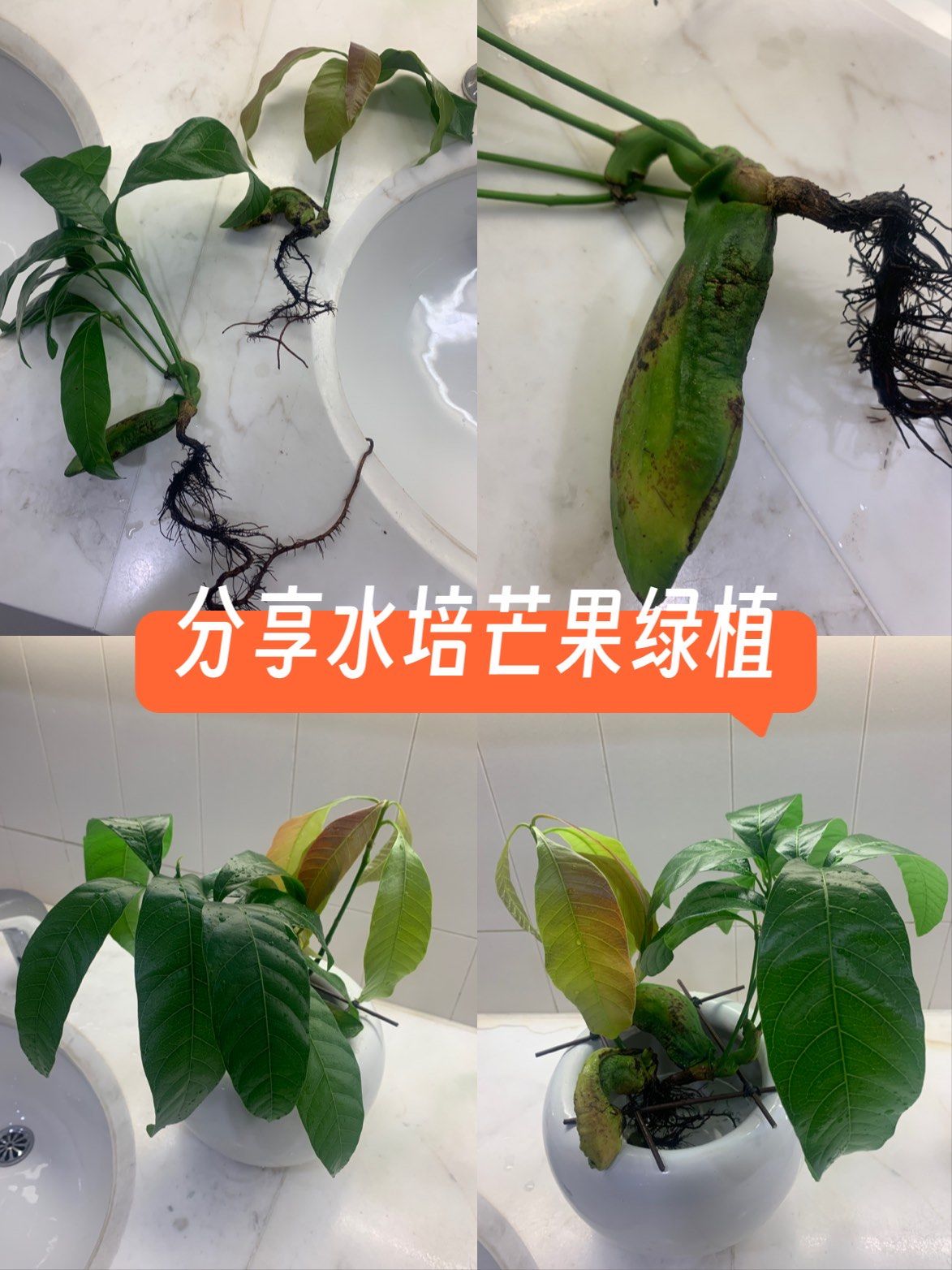 左滑 水培芒果绿植