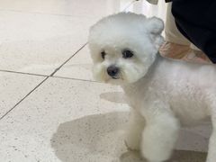 -帕帕拉兹宠物(亚洲旗舰店)