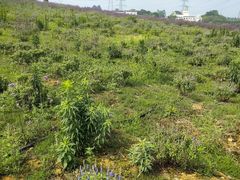 -紫颐香薰山谷景区