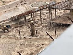 -青藏高原野生动物园