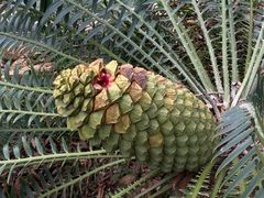 -深圳市中科院仙湖植物园