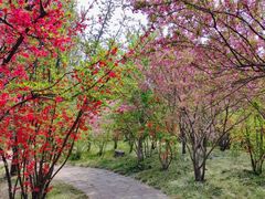 -石家庄市植物园