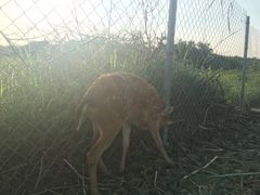 -鹿境梅花鹿生态园区