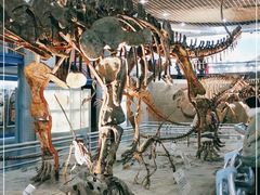 -国家自然博物馆