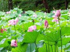 -陈家山荷花公园