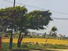 -六鳌古城