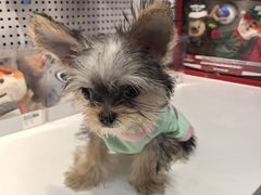 -BABIT巴比特宠物(MOMOPARK店)