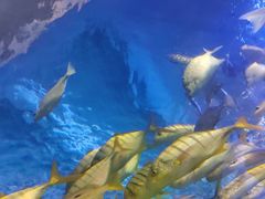 -太平洋海底世界