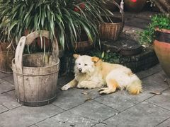 -青城甲(青城山店)