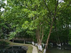 -桤木河湿地公园