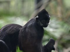 -广州长隆野生动物世界
