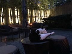 -上海璞麗酒店