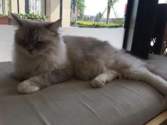 -瞄一喵猫咖(格力海岸店)