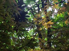 -杭州半山国家森林公园