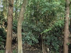 -东平国家森林公园