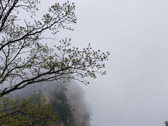 -王顺山国家森林公园
