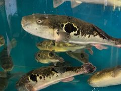 -天正河鲀·河豚亭(大连店)