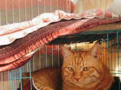 -瑞派福兴宠物医院犬猫全科·骨科·中西医结合(河东店)