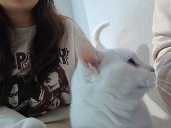 -琪喵猫屋·撸猫猫咖·猫舍