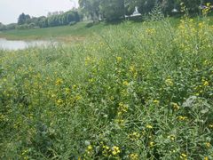 -艾溪湖湿地公园