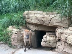 -北京野生动物园