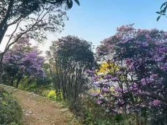 -梧桐山风景名胜区