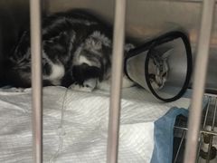 -暖阳宠物医院·犬猫康复中心·骨科