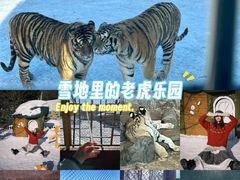 -横道河子东北虎林园