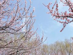 -桃花堤公园