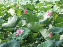 -湖畔居茶楼(湖滨店)