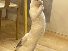 -猫咪派对(江南西店)