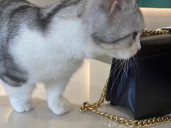 -飞行喵MR PILOT|猫舍·猫咖(静安大融城店)