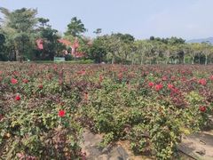 -亚龙湾国际玫瑰谷