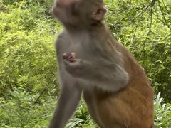 -黔灵山公园