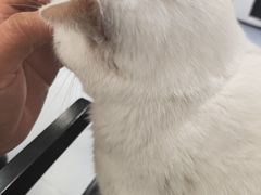 -琪喵猫屋·撸猫猫咖·猫舍