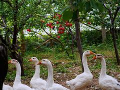 -北京龙庆四季香农家饭庄·灶台鱼·碳烤虹鳟鱼(龙庆峡店)