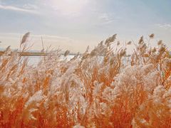 -野鸭湖国家湿地公园