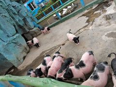 -宿豫区运河湾森林动物园