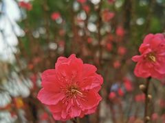 -荔湾湖公园