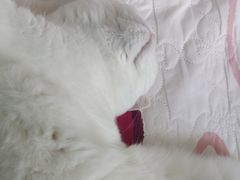 -中农国际动物医院24小时·猫科·骨科·急重症中心