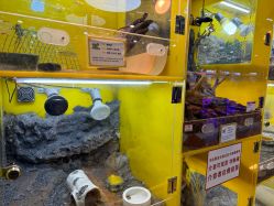 -神奇动物撸宠馆·羊驼·小浣熊·异宠(豫园店)