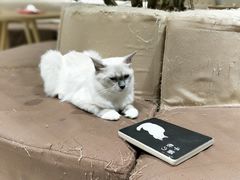 -藏猫猫咖啡主题馆(中央大道店)