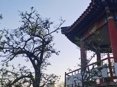 -莲花池公园
