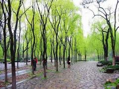 -柳浪闻莺公园