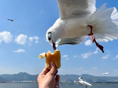 -海埂大坝