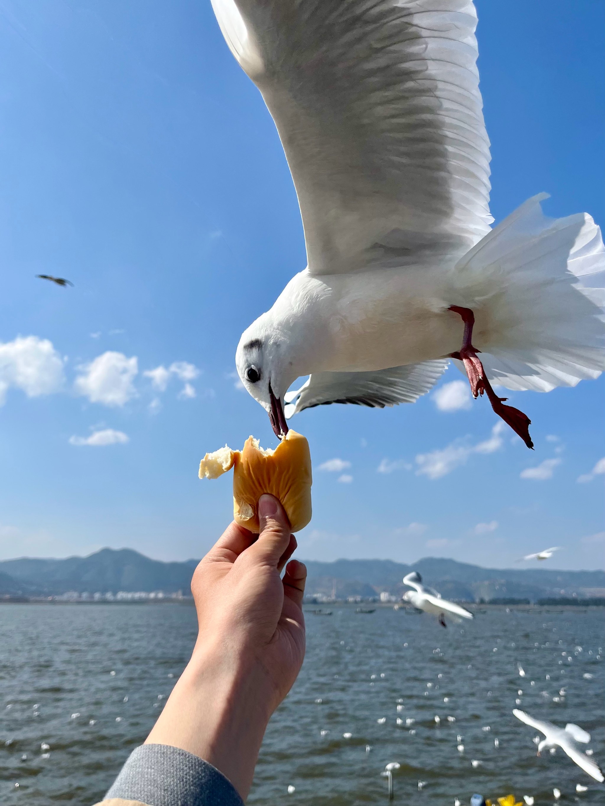 喂海鸥照片图片