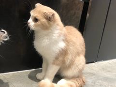 -瞄一喵猫咖(格力海岸店)