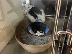 -御宝贝·A梦猫科宠物医院(国际猫友好医院)