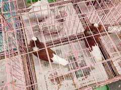 -哈尔滨道外花鸟鱼市场