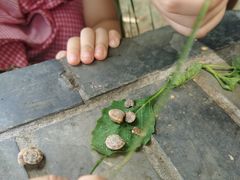 -老茶树骊园生态川菜馆